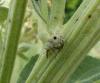Cionus sp.